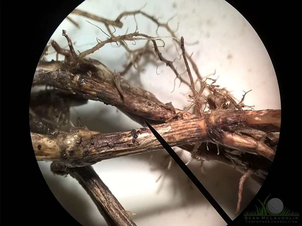 Infected rhizome of Hybrid Bermudagrass under dissecting microscope - © Sean P. McLaughlin