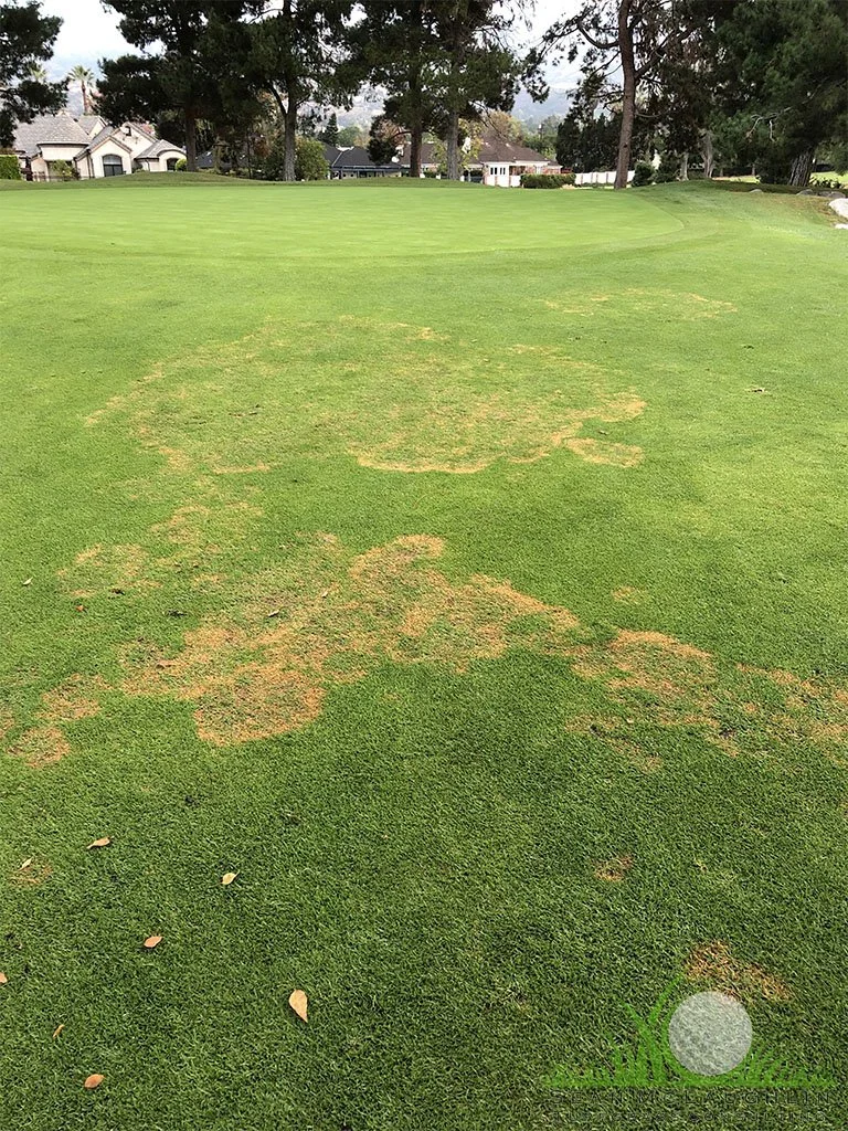 Symptoms on Kikuyugrass - Glendora, CA - © Sean P. McLaughlin