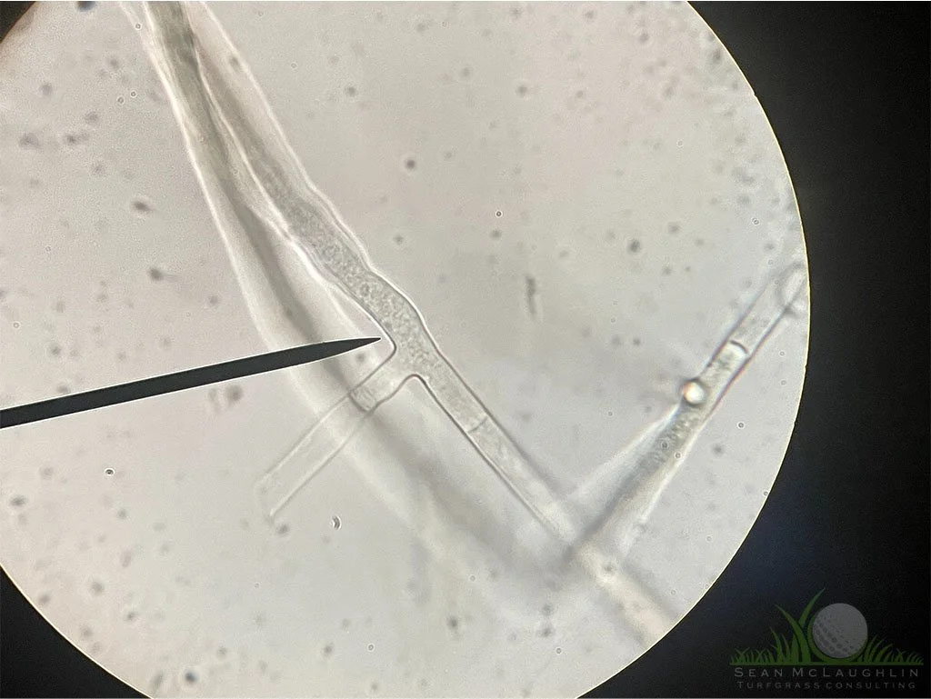 Right-angled branching of hyphae under compound microscope - © Sean P. McLaughlin 
