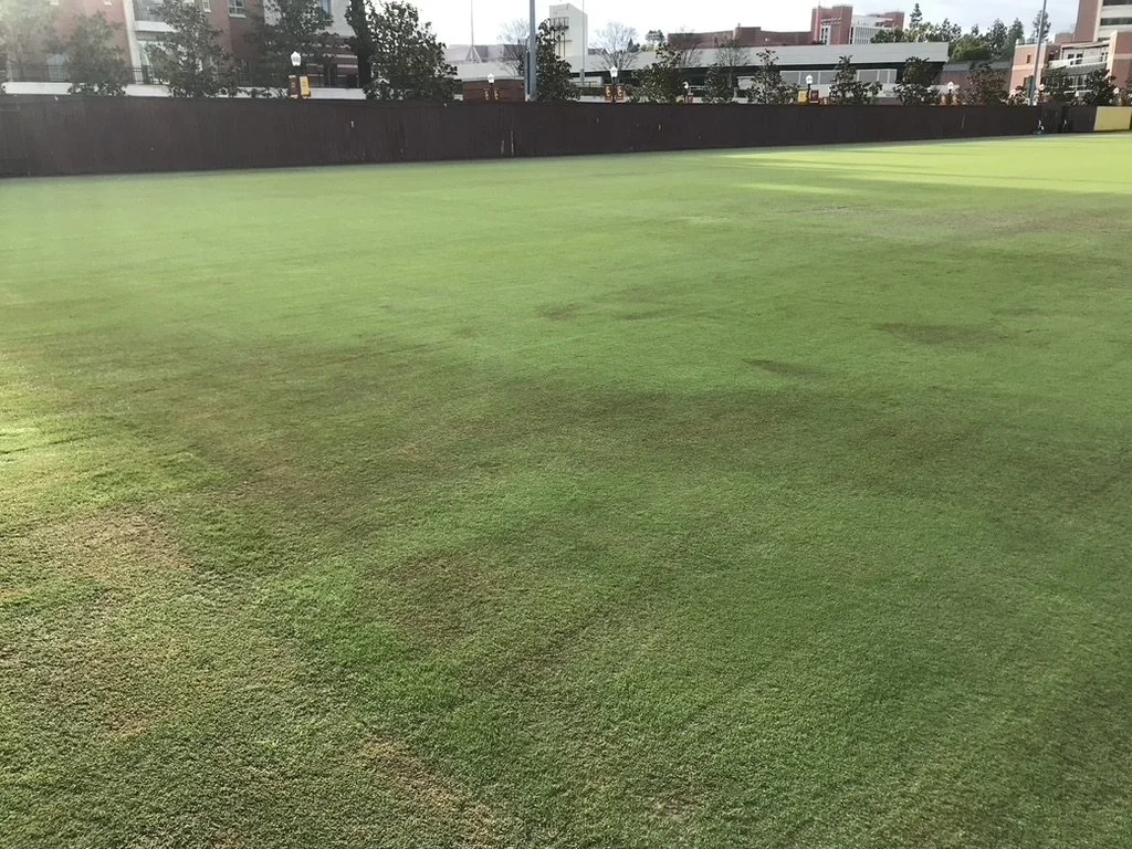 Pythium