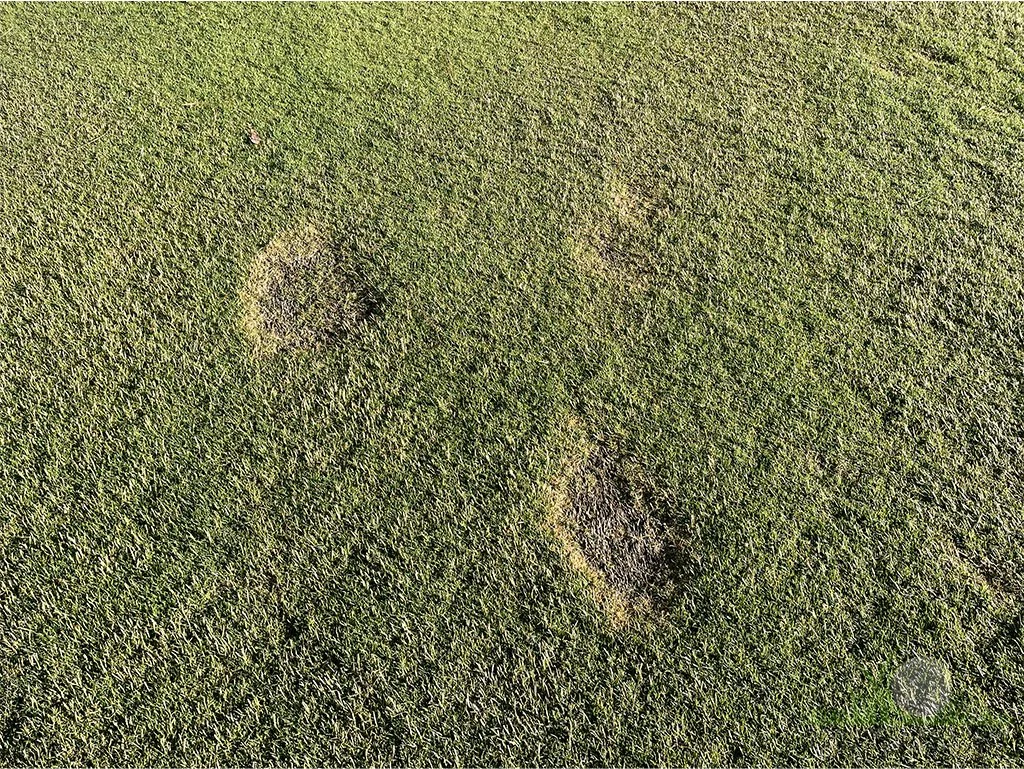 Patches of sunken/dead hybrid bermudagrass in spring - City of Industry, CA - © Sean P. McLaughlin