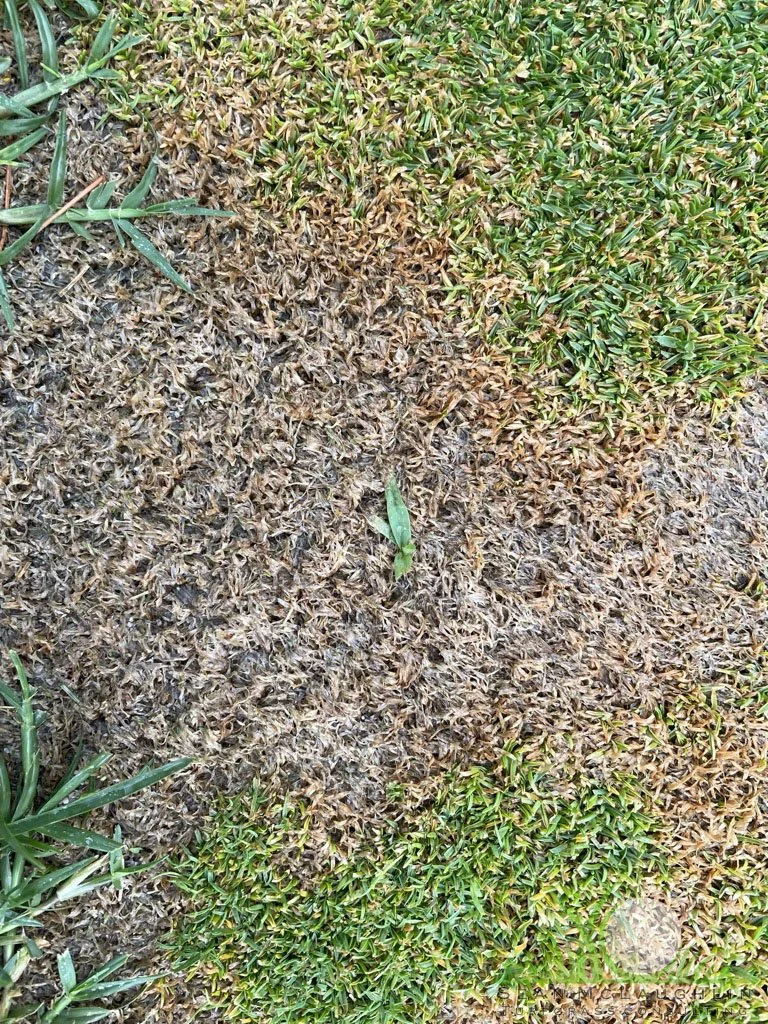 Summer Patch symptoms on Poa annua green - City of Industry, CA - © Sean P. McLaughlin