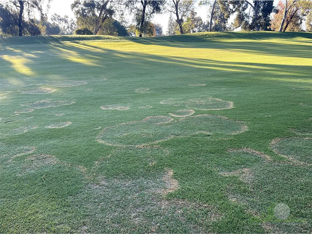 Symptoms on Kikuyugrass - City of Industry, CA - © Sean P. McLaughlin