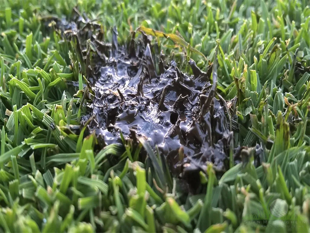 Grease spill on creeping bentgrass - © Sean P. McLaughlin