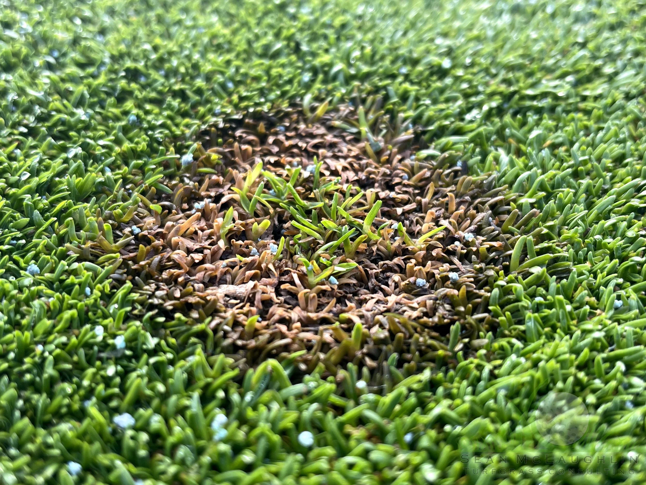Pink Snow Mold