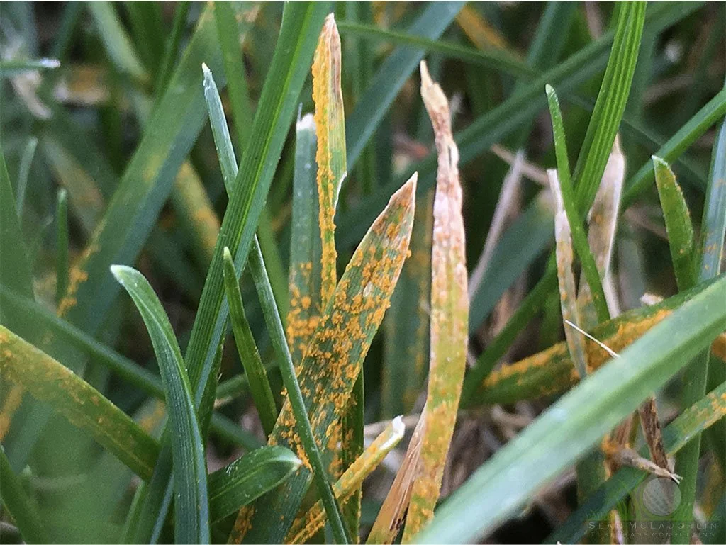 Spore masses on Kentucky Bluegrass leafblade - Pomona, CA © Sean P. McLaughlin