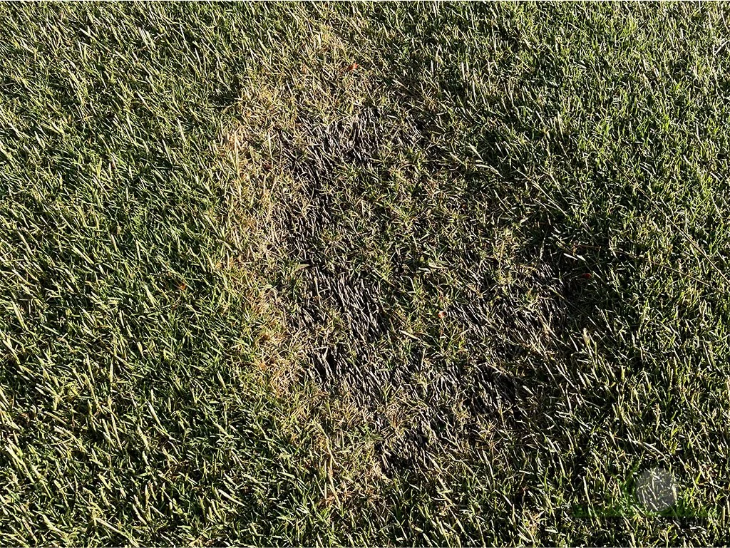 Patches of sunken/dead hybrid bermudagrass in spring - City of Industry, CA - © Sean P. McLaughlin