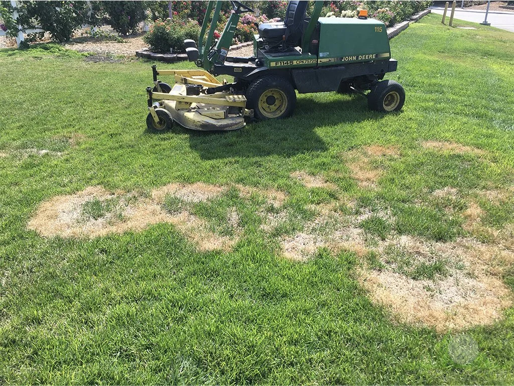 Circular patches of affected Tall Fescue in summer - Pomona, CA - © Sean P. McLaughlin