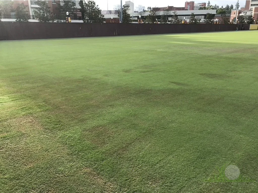 Blighted tissue of Hybrid Bermudagrass in winter under growth blankets - Los Angeles, CA - © Sean P. McLaughlin