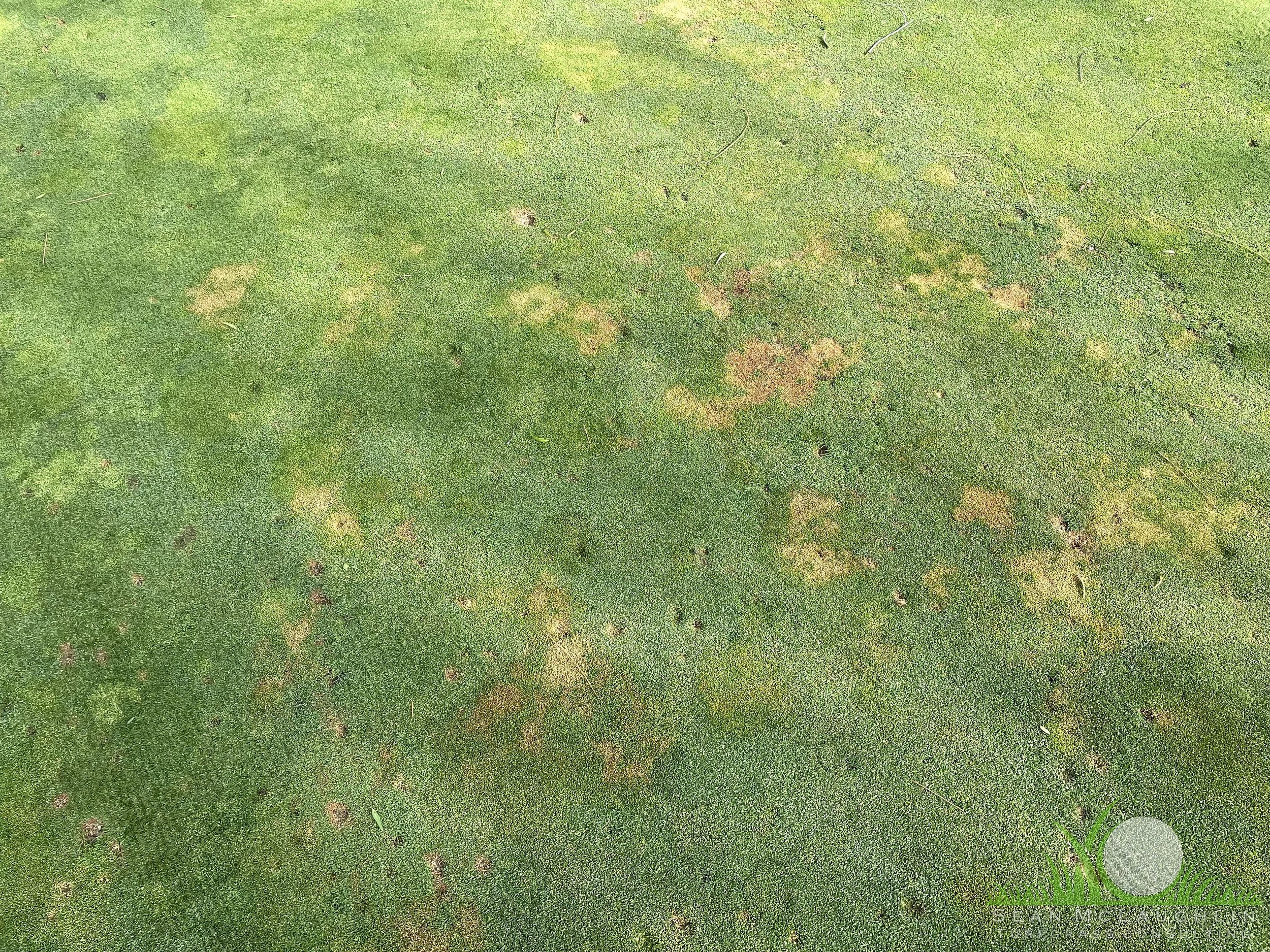 Symptoms of Leptosphaerulina Leaf Blight on Poa annua - Industry, CA - © Sean P. McLaughlin