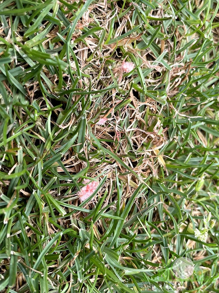 Red Thread with Pink Patch on Perennial Ryegrass - © Sean P. McLaughlin