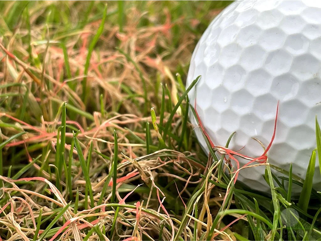 Red fungal mycelium on Perennial Ryegrass foliage - Southern California - © Sean P. McLaughlin