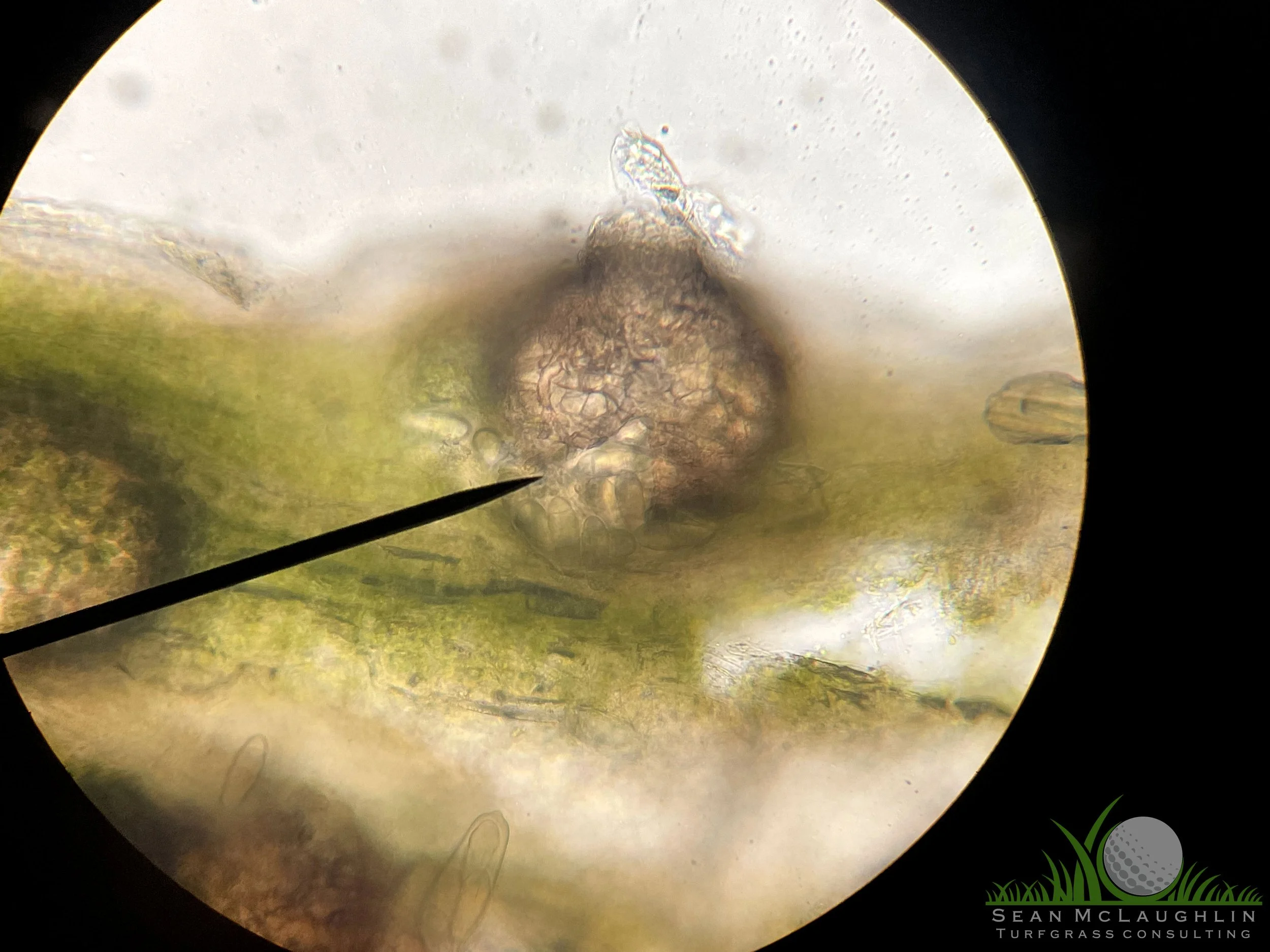 Perithecia and spores on Poa annua leaf tissue - Industry, CA - © Sean P. McLaughlin