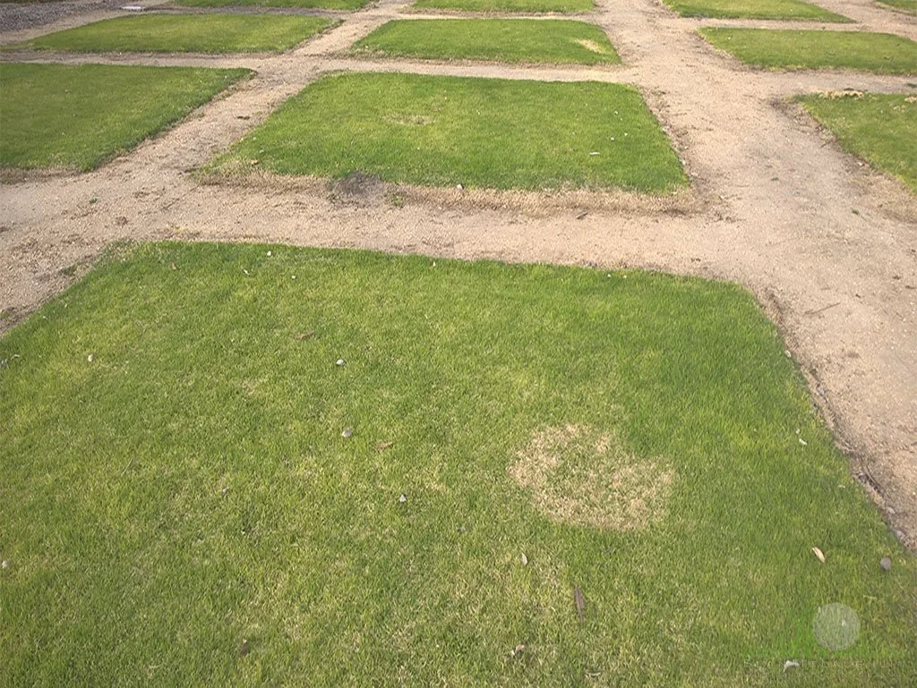 Take-All Root Rot