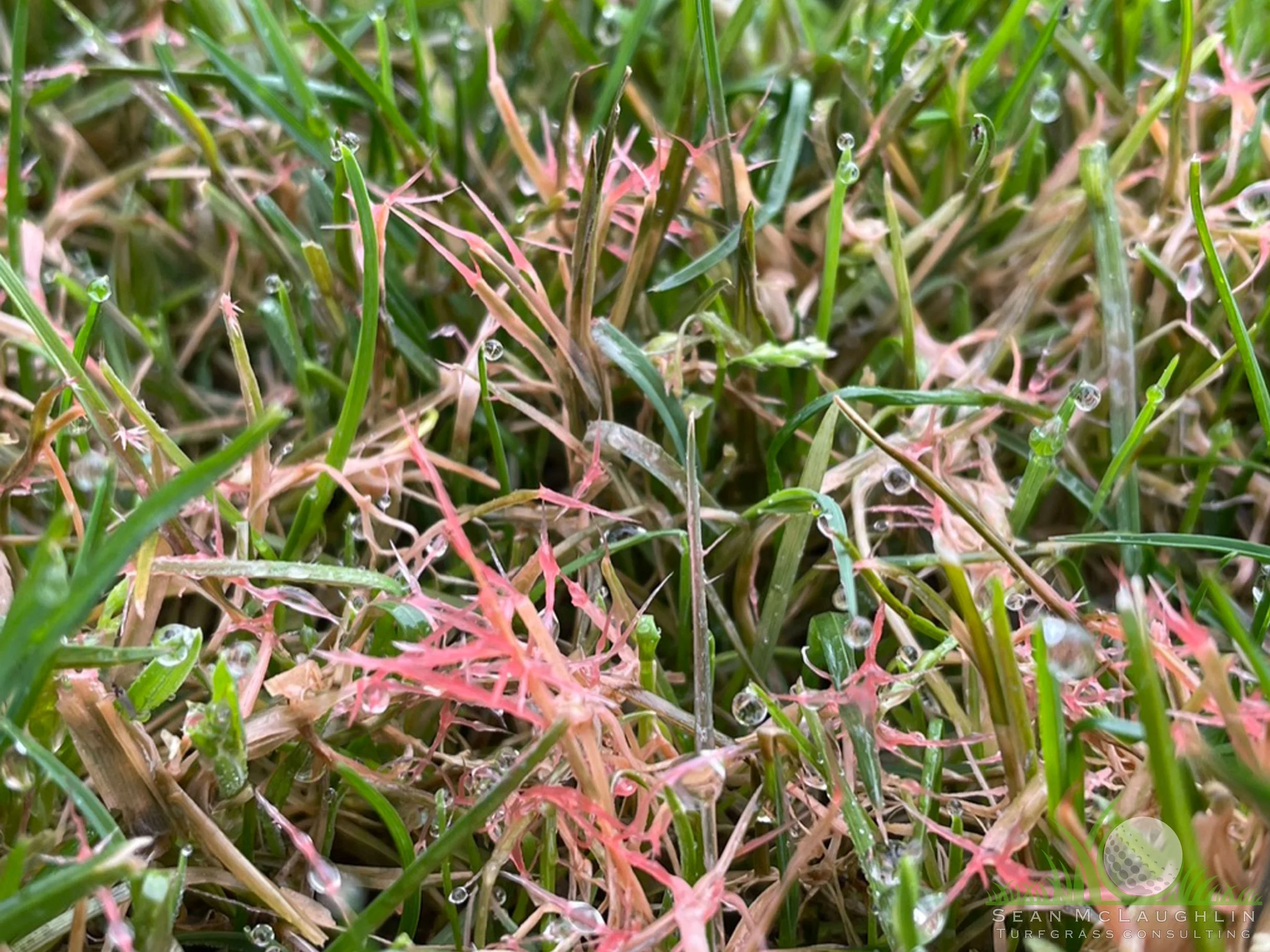 Red Thread with Pink Patch on Perennial Ryegrass - Southern California - © Sean P. McLaughlin