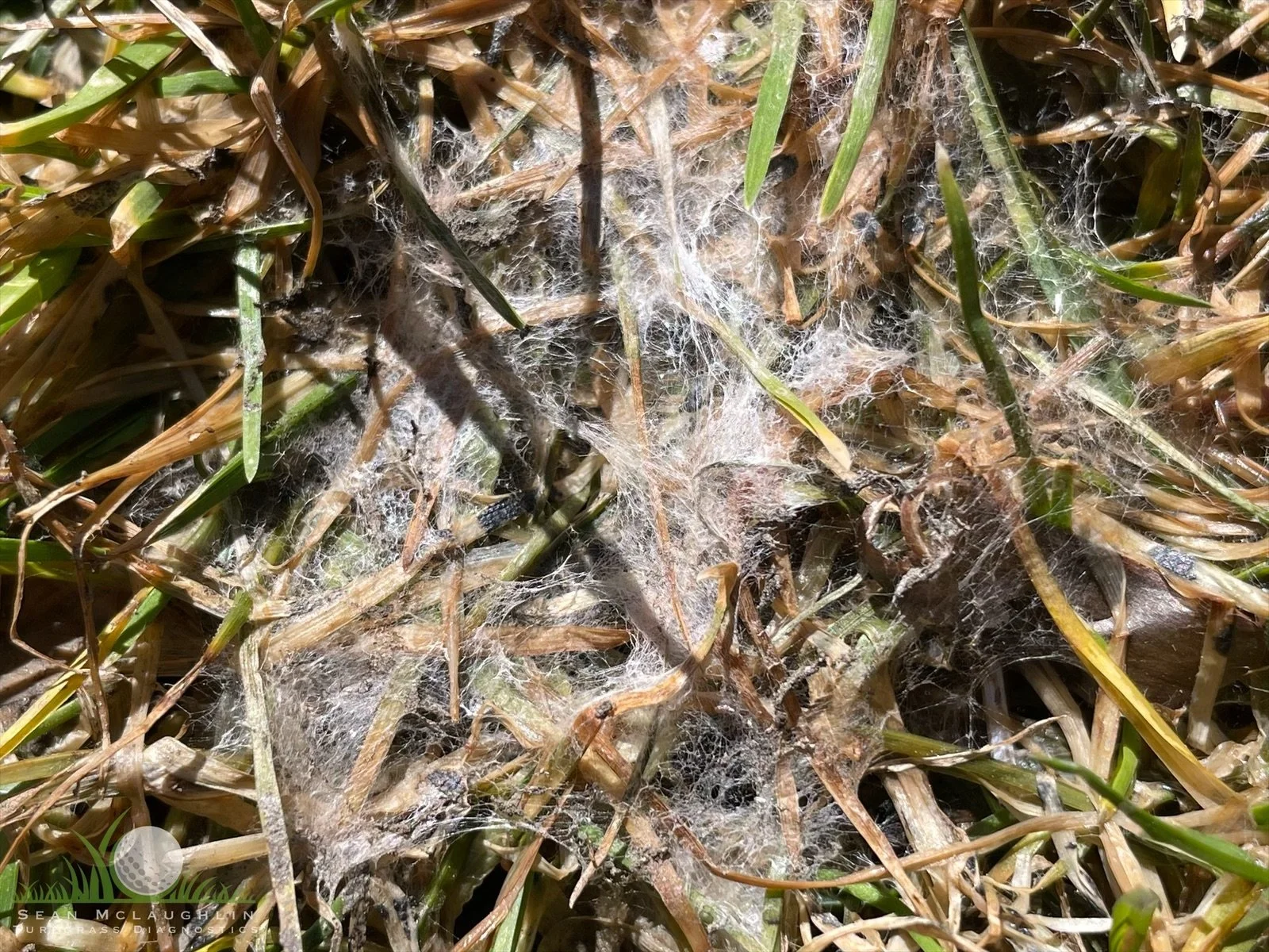 Typhula incarnata Mycelium on Kentucky Bluegrass - Big Bear, CA - © Sean P. McLaughlin