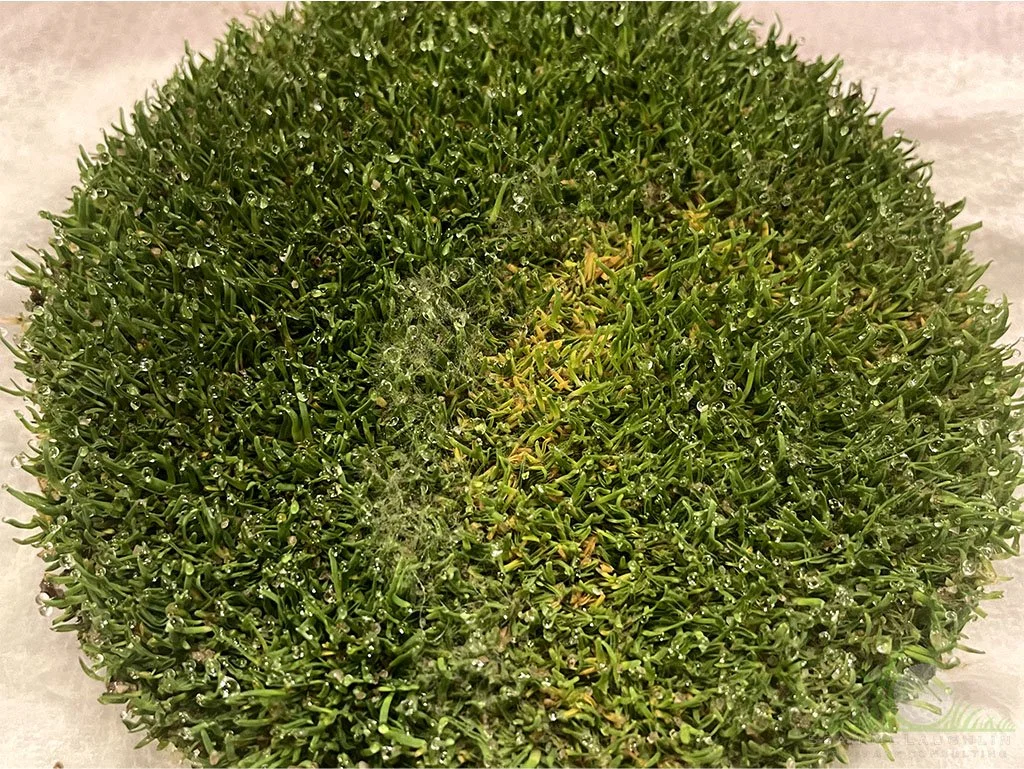Mycelium production after 12hr incubation on Poa annua green sample - © Sean P. McLaughlin