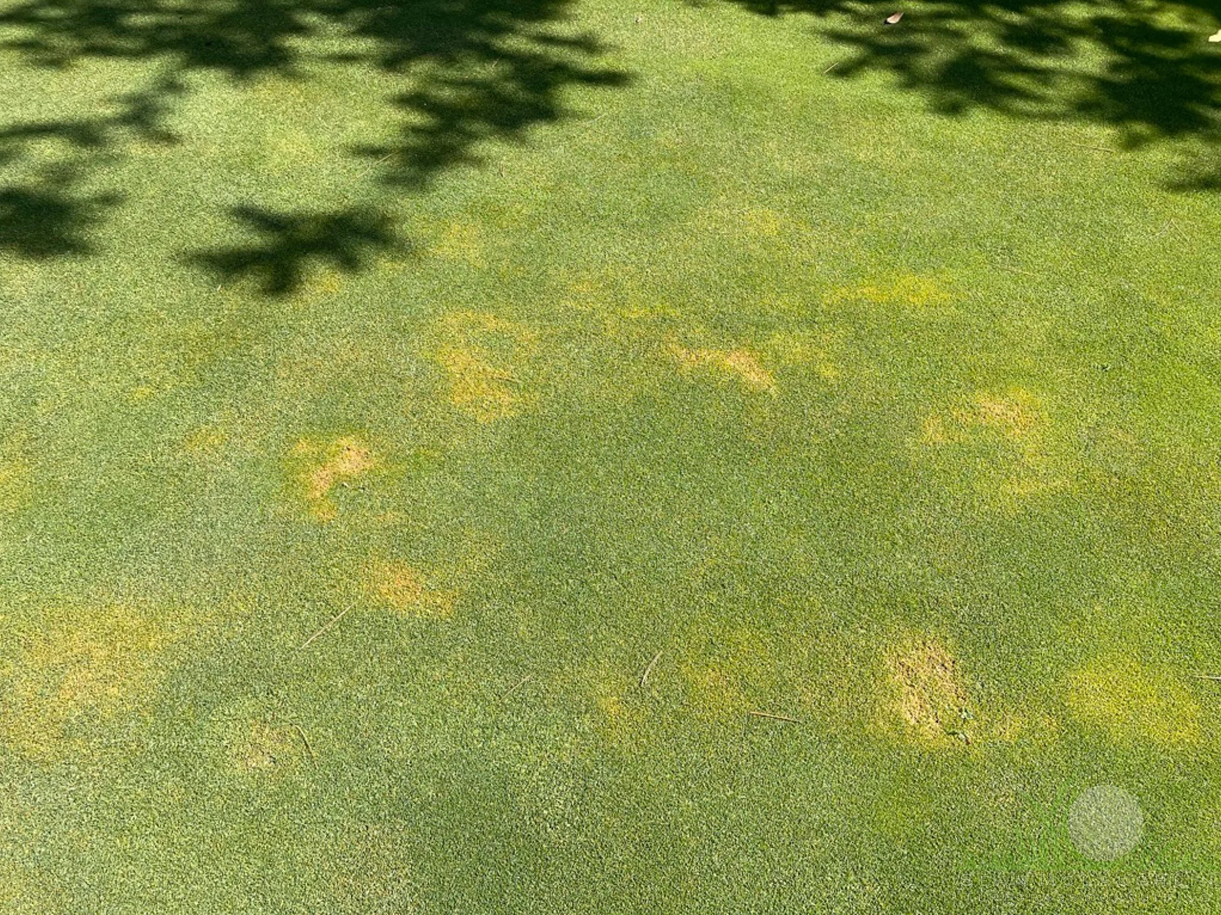 Summer Patch symptoms on Poa annua green - City of Industry, CA - © Sean P. McLaughlin