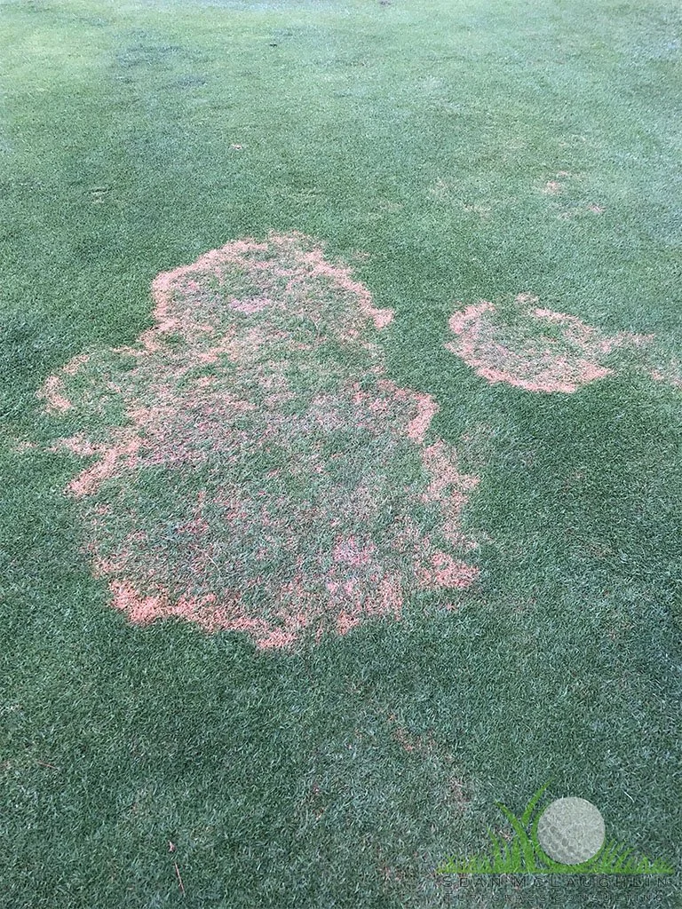 Symptoms on Kikuyugrass - Glendora, CA - © Sean P. McLaughlin