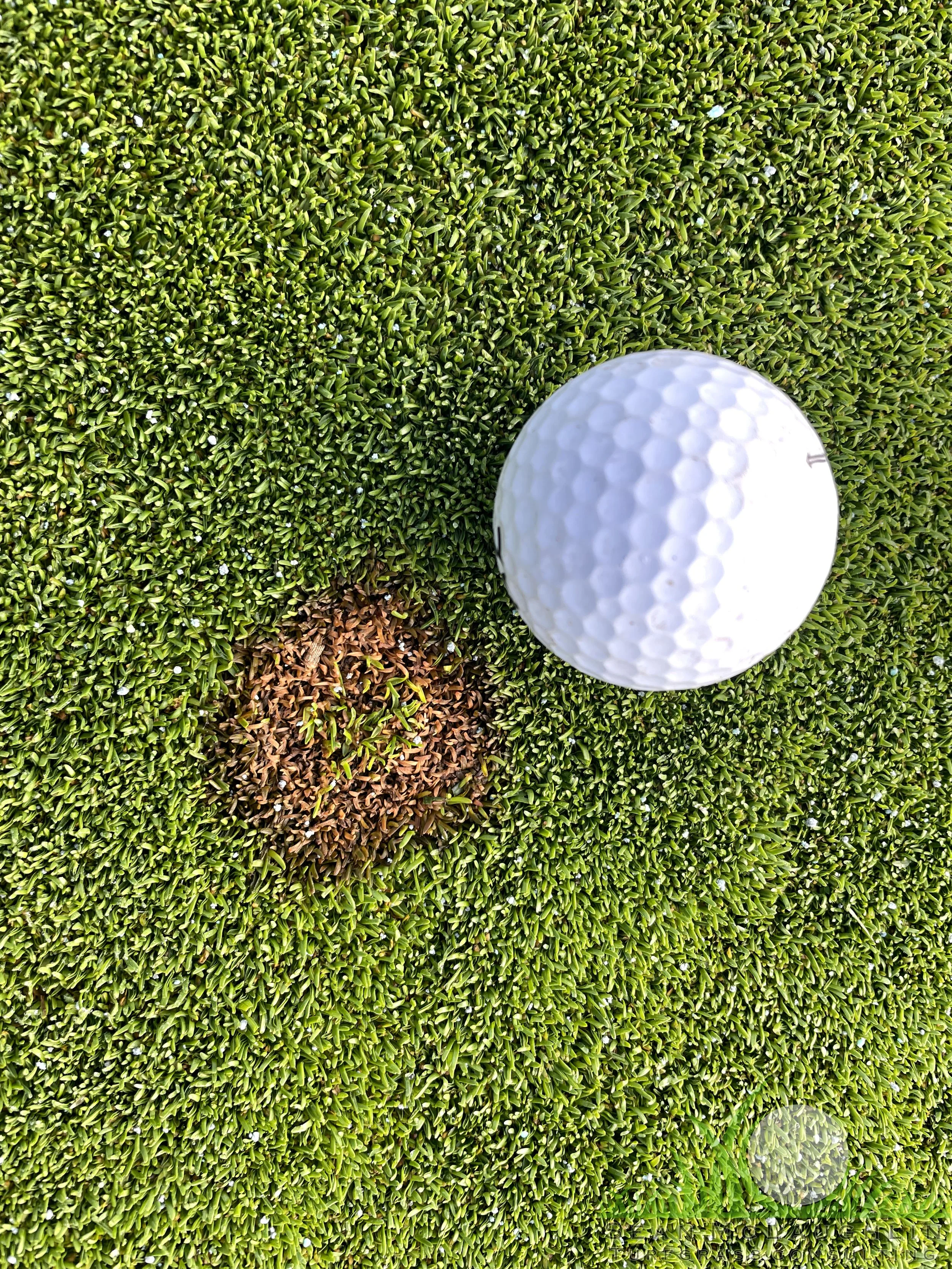 Early outbreak symptoms on Poa annua green - City of Industry, CA - © Sean P. McLaughlin