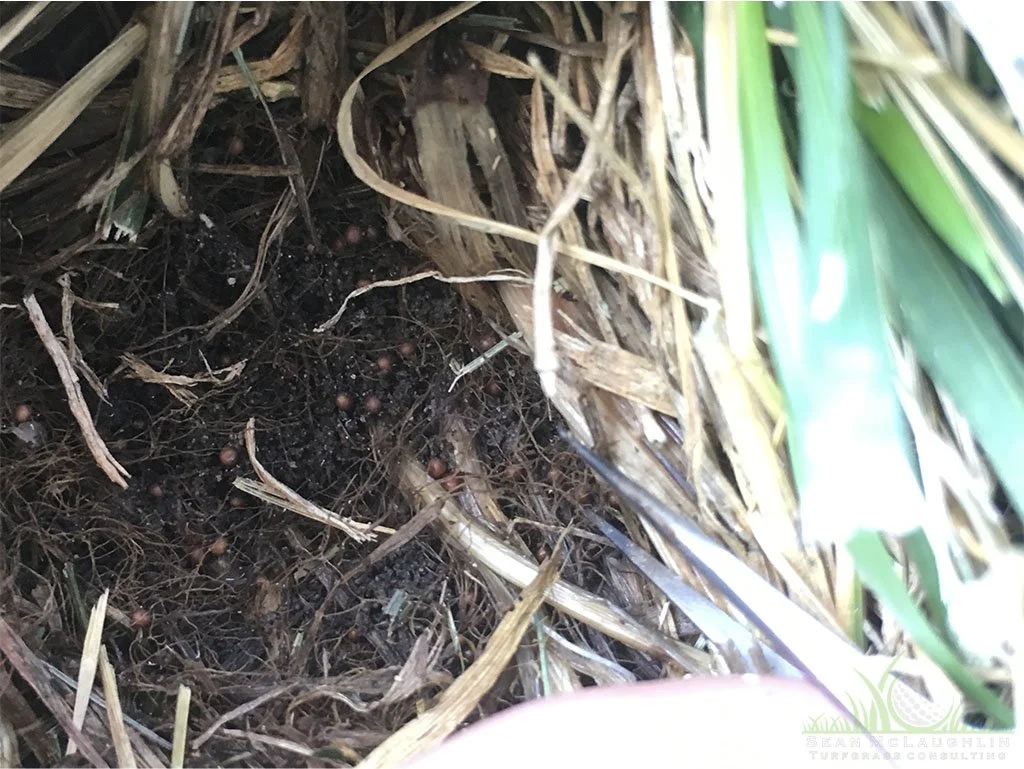 Mature sclerotia at soil-turf interface - Pomona, CA - © Sean P. McLaughlin