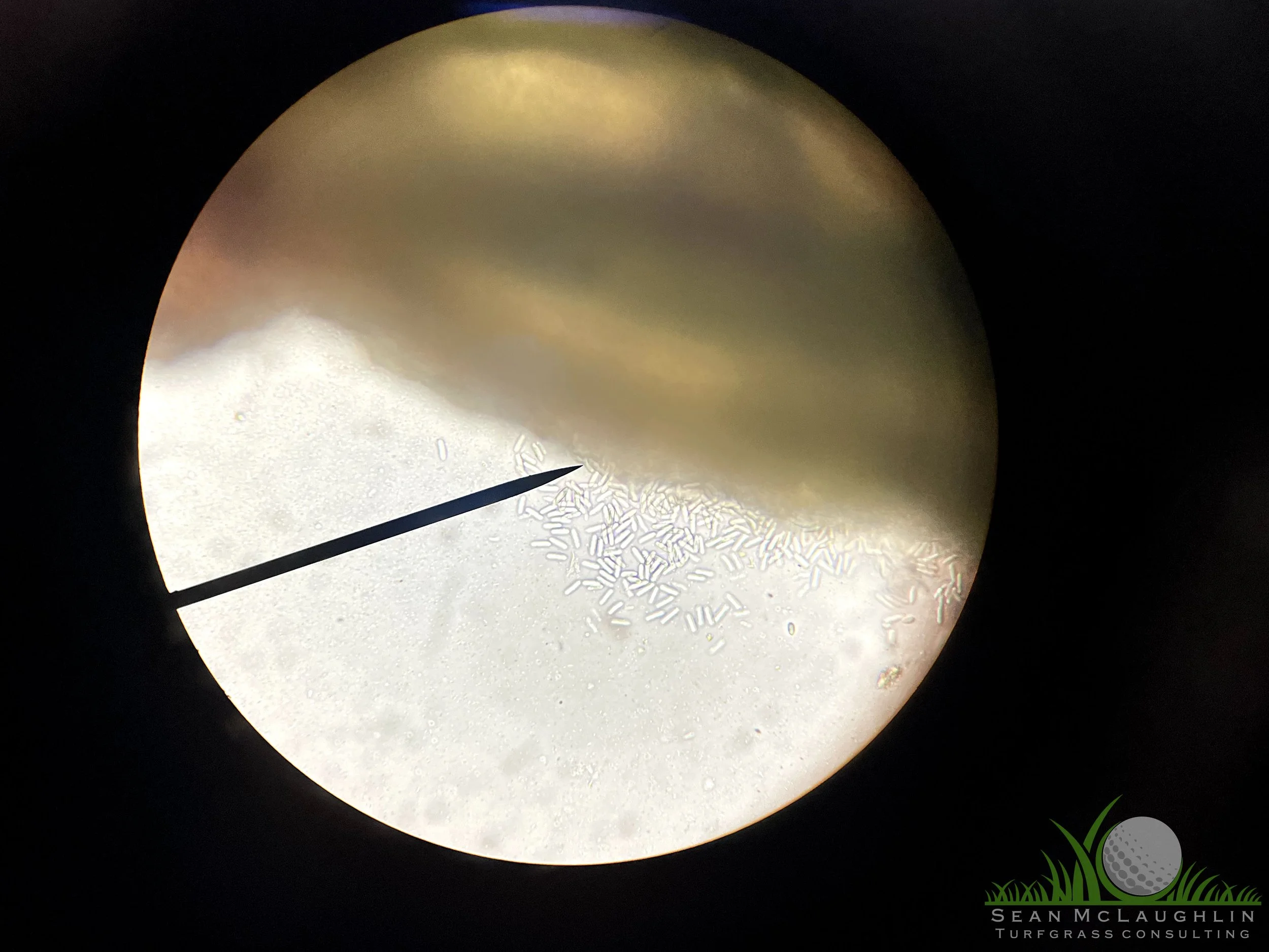 Spores on Poa annua leaf tissue - Industry, CA - © Sean P. McLaughlin