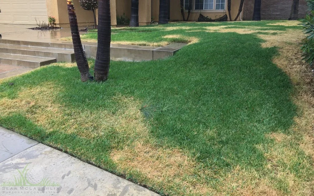 Herbicide damage on Tall Fescue residential lawn- © Sean P. McLaughlin