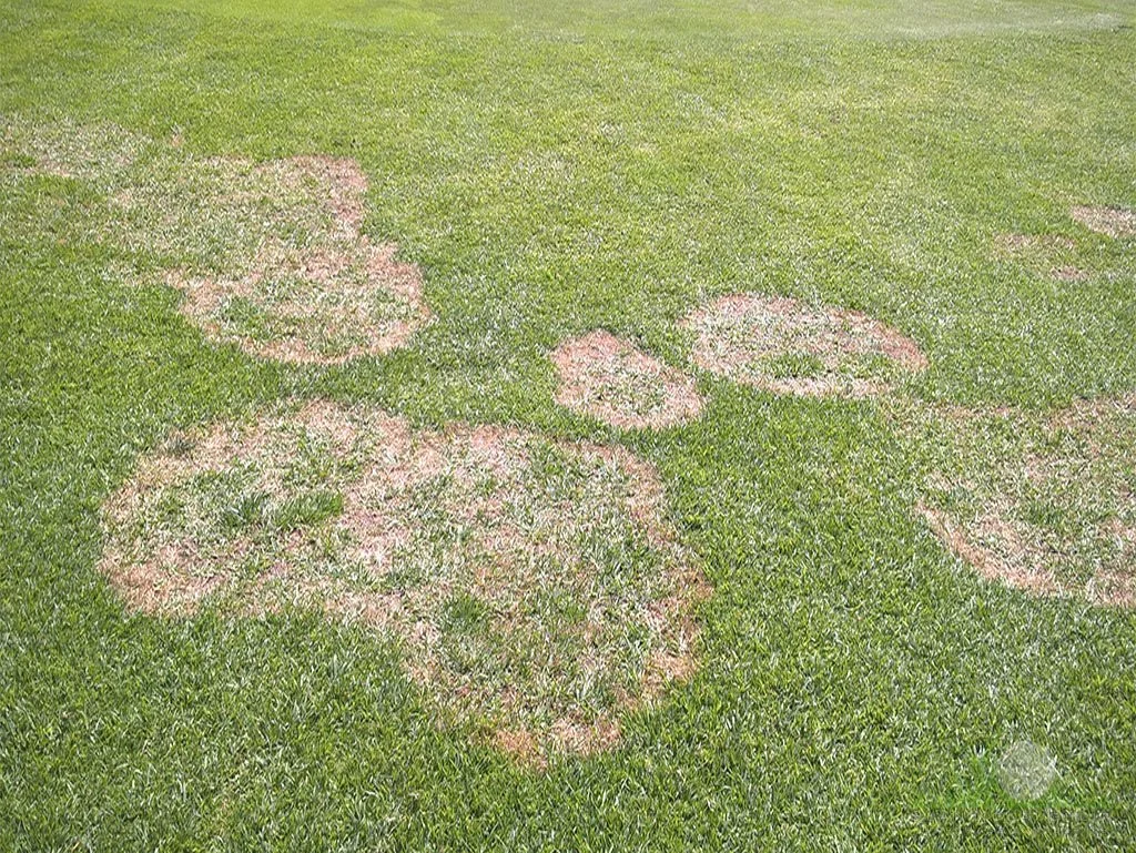 Symptoms on Kikuyugrass - Chino Hills, CA - © Sean P. McLaughlin