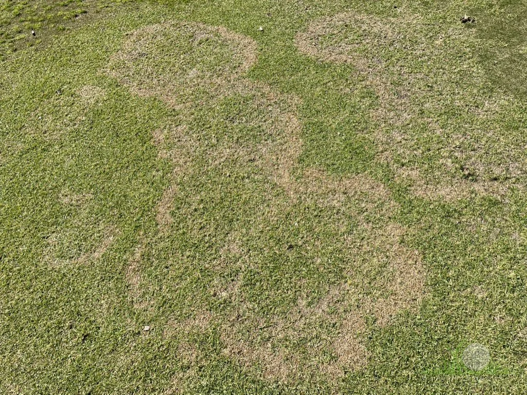 Symptoms on Kikuyugrass - Chino Hills, CA - © Sean P. McLaughlin
