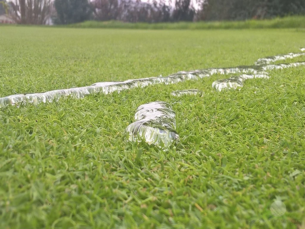 Hydrophobic conditions on creeping bentgrass green - © Sean P. McLaughlin