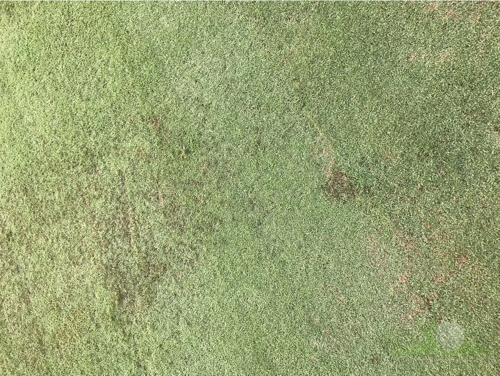 Blighted tissue of Hybrid Bermudagrass in winter under growth blankets - Los Angeles, CA - © Sean P. McLaughlin
