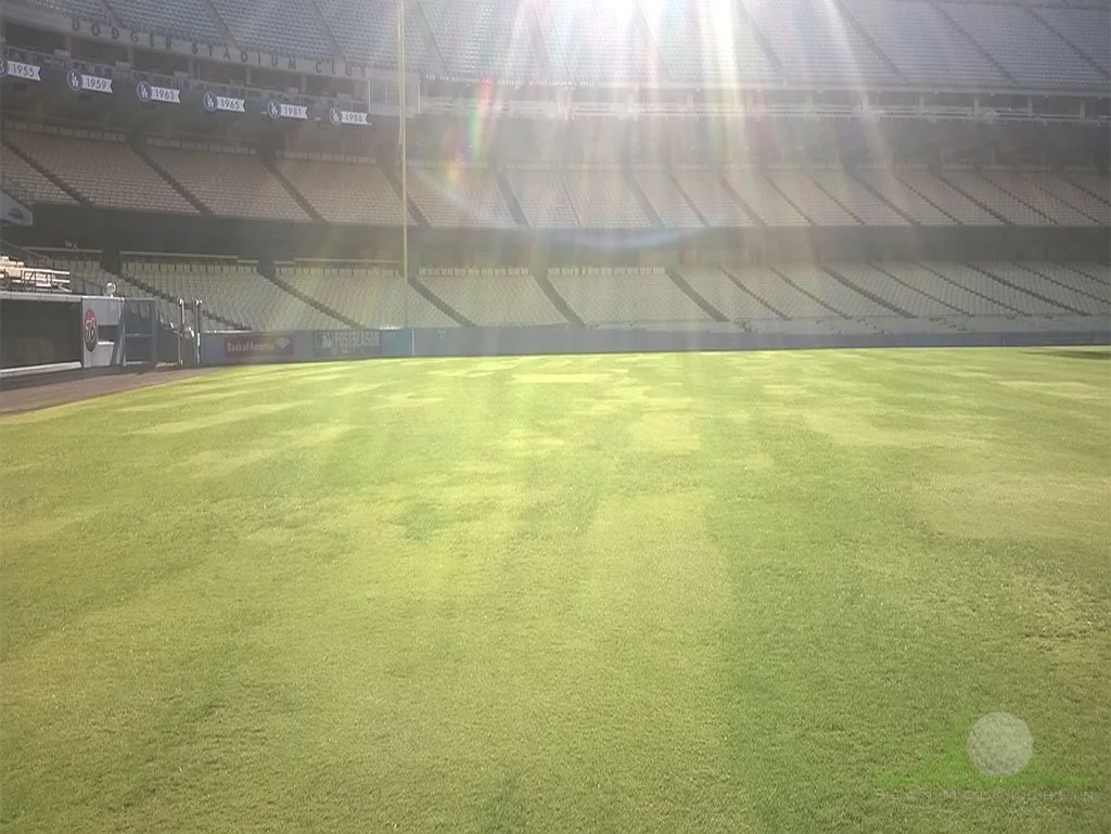 Mixed cultivars of Hybrid Bermudagrass on MLB field - © Sean P. McLaughlin