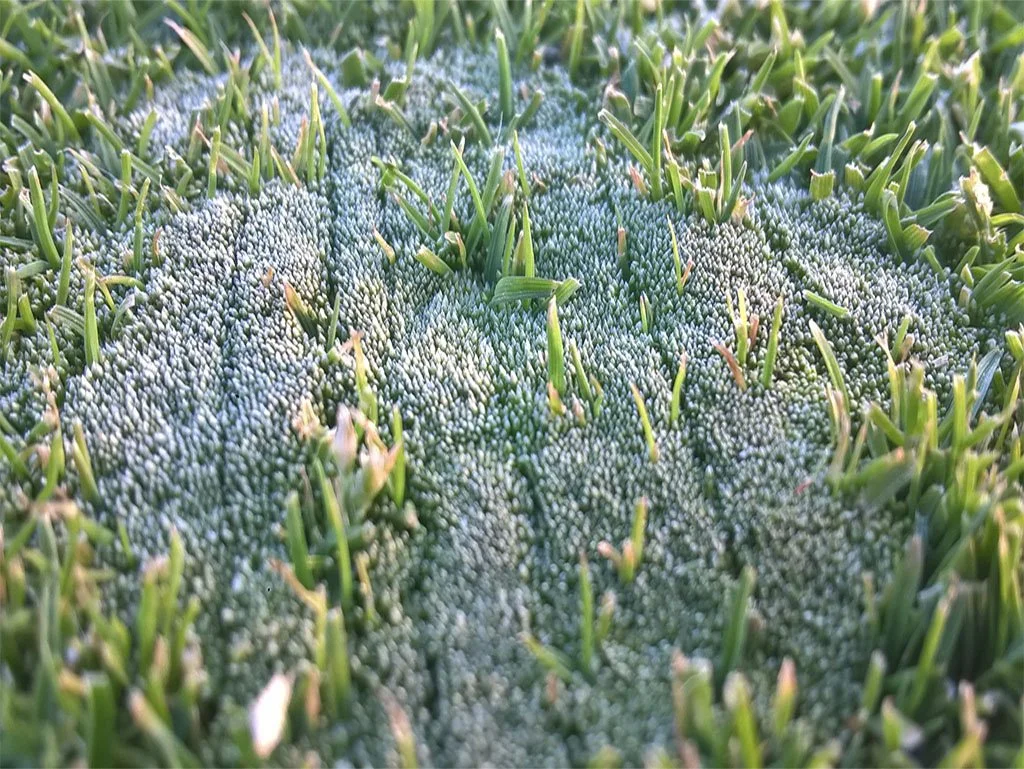 Moss in creeping bentgrass green - © Sean P. McLaughlin