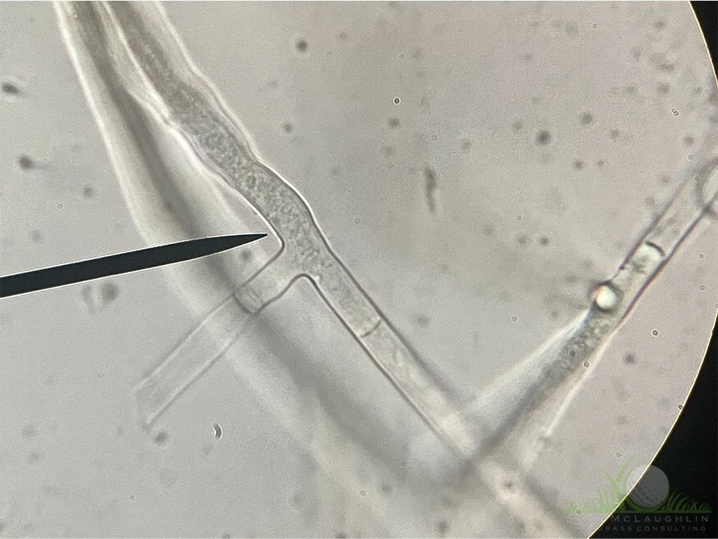 Right-angled branching of hyphae under compound microscope - © Sean P. McLaughlin 