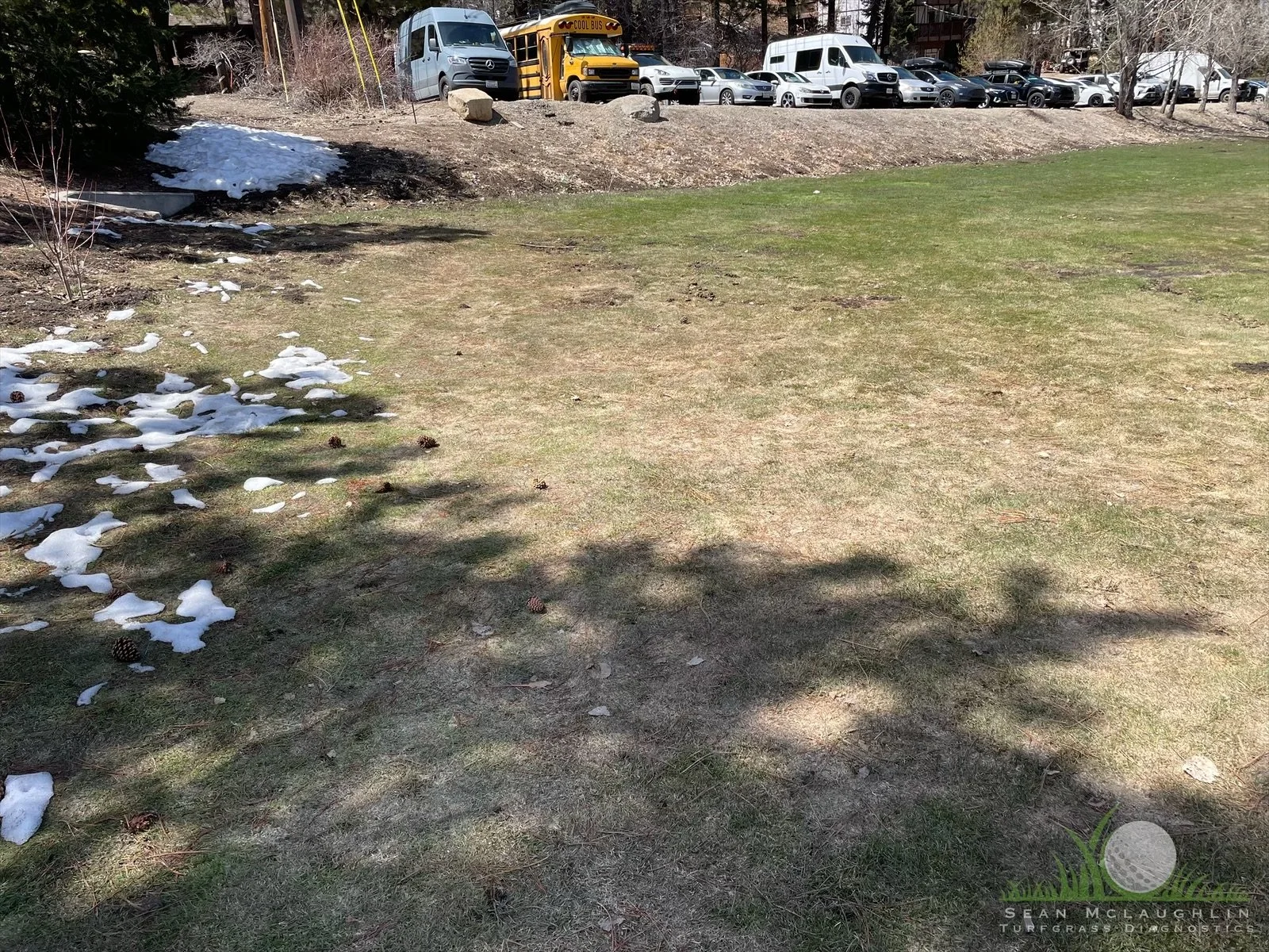 Typhula incarnata symptoms on Kentucky Bluegrass surround - Big Bear, CA - © Sean P. McLaughlin