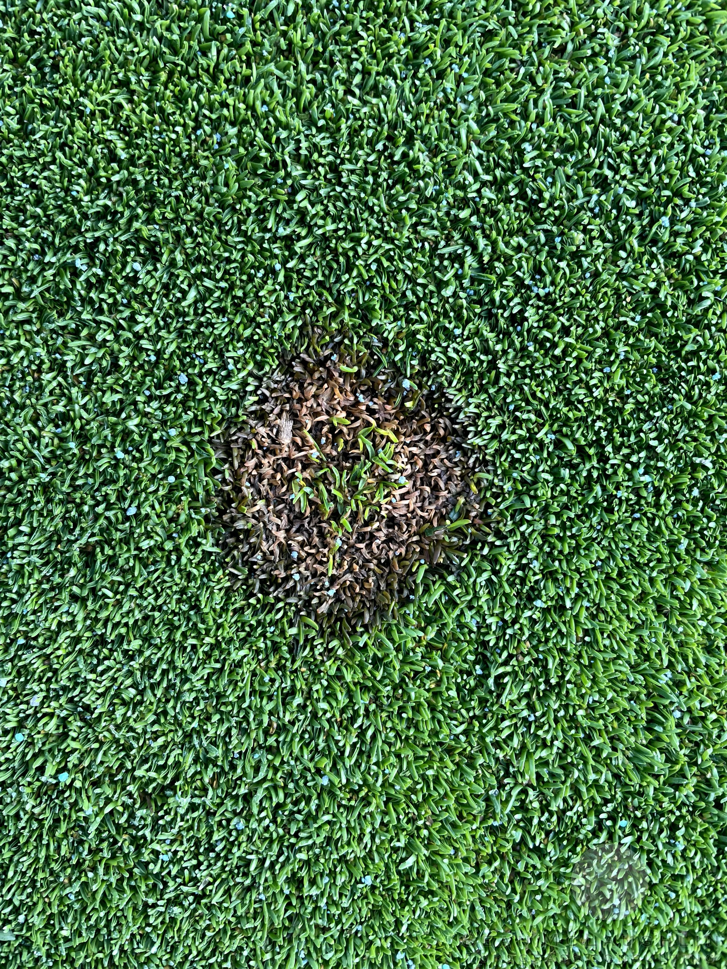 Symptoms on Poa annua putting green - City of Industry, CA - © Sean P. McLaughlin