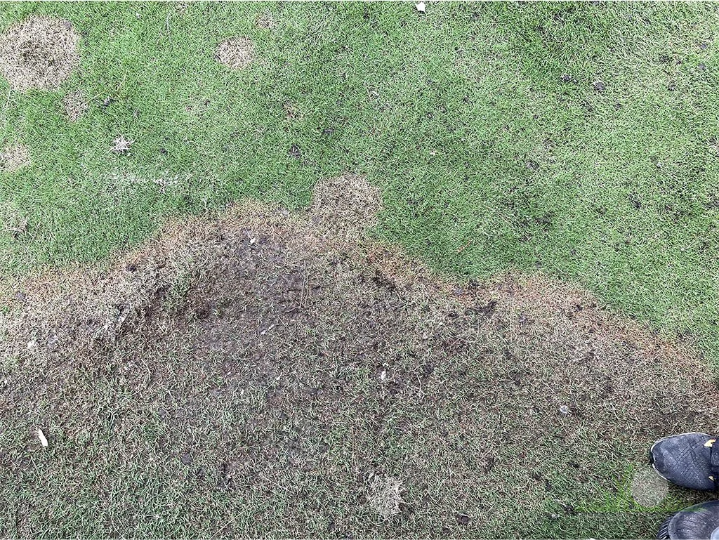 Symptoms on Kikuyugrass - City of Industry, CA - © Sean P. McLaughlin
