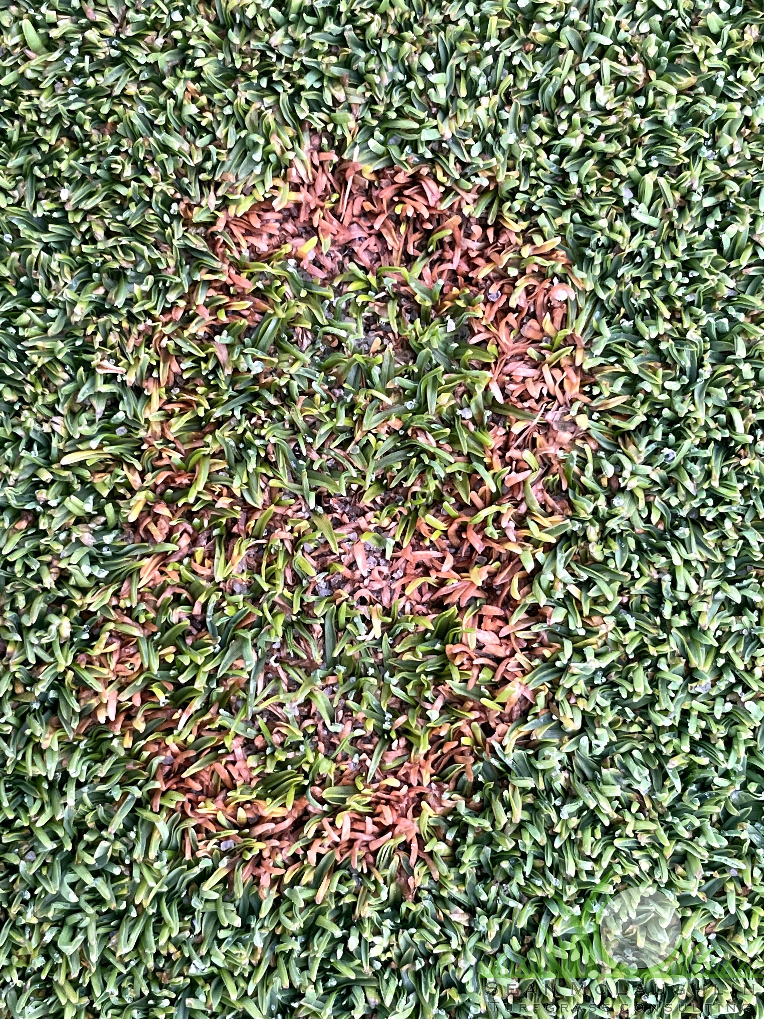 Symptoms on Poa annua putting green - City of Industry, CA - © Sean P. McLaughlin