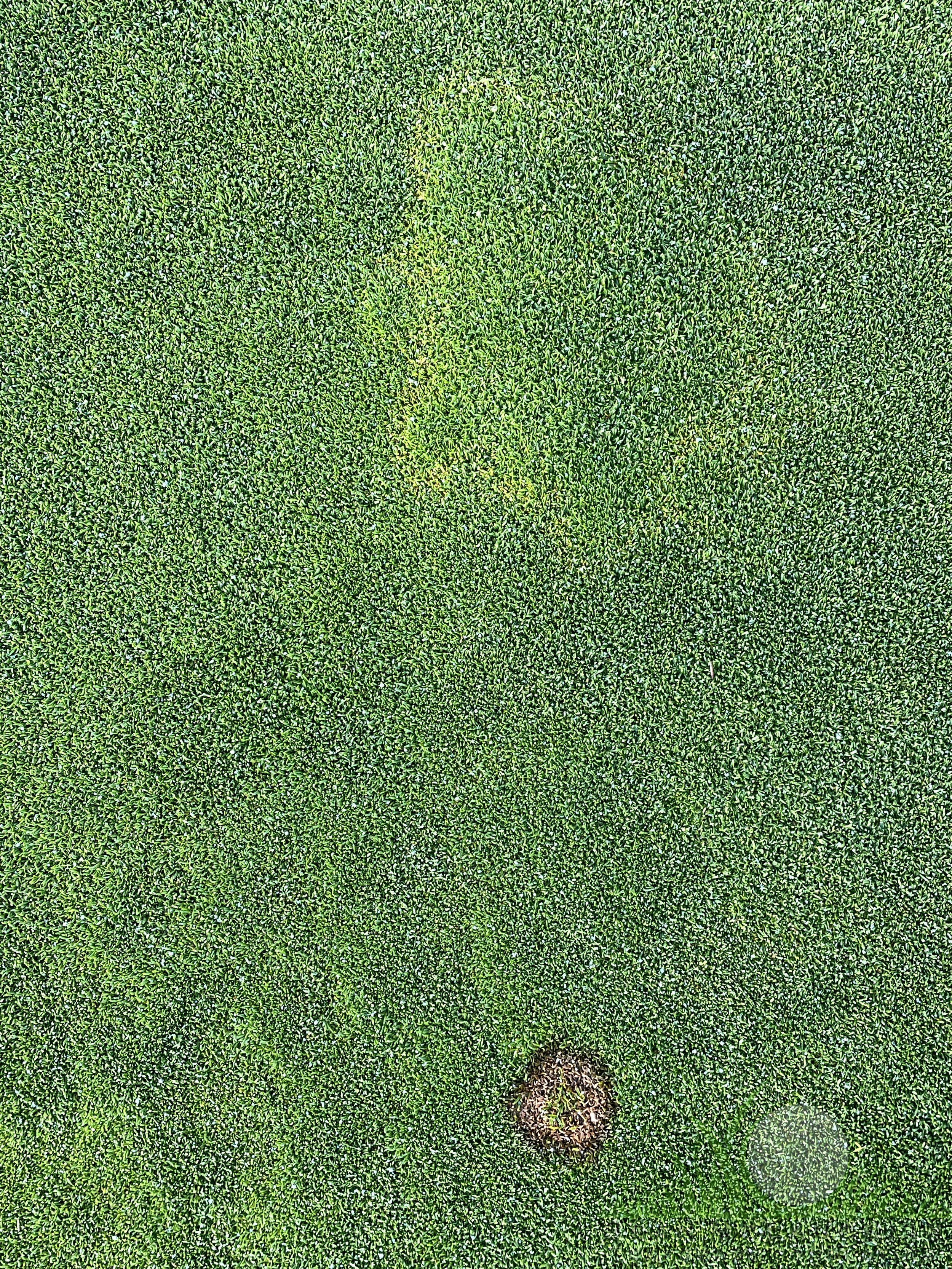 Waitea patch symptoms (above) next to Pink Snow Mold symptoms (below) on Poa annua green - City of Industry, CA - © Sean P. McLaughlin