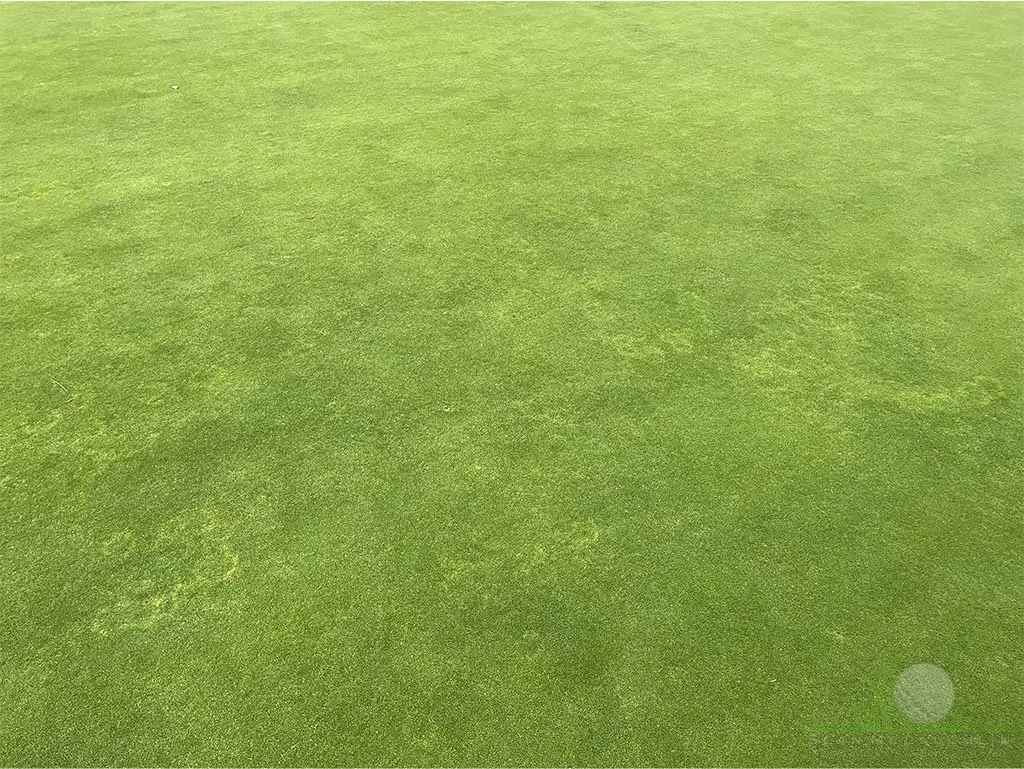 Irregular yellow rings on Poa annua green - City of Industry, CA - © Sean P. McLaughlin 