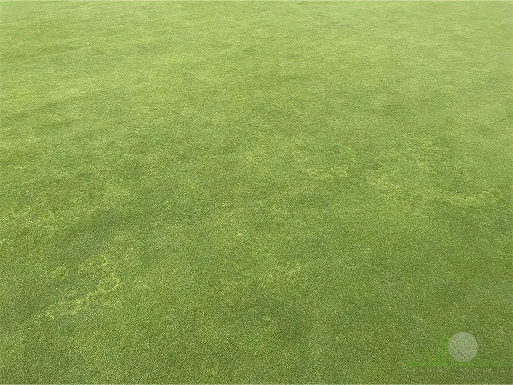 Brown Ring/Waitea Patch