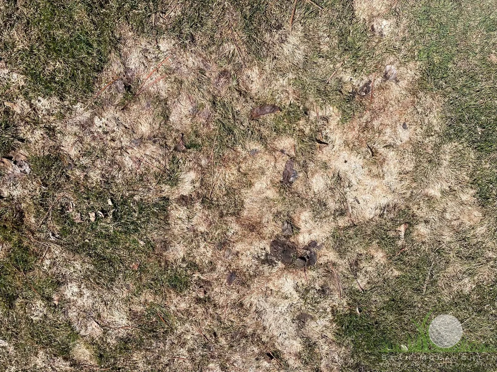 Grey Snow Mold