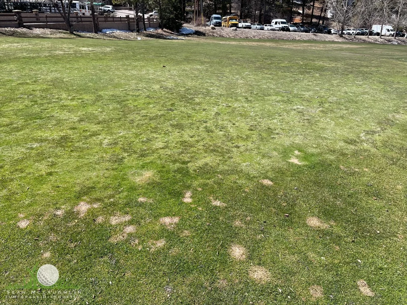 Typhula incarnata symptoms on Kentucky Bluegrass fairway - Big Bear, CA - © Sean P. McLaughlin