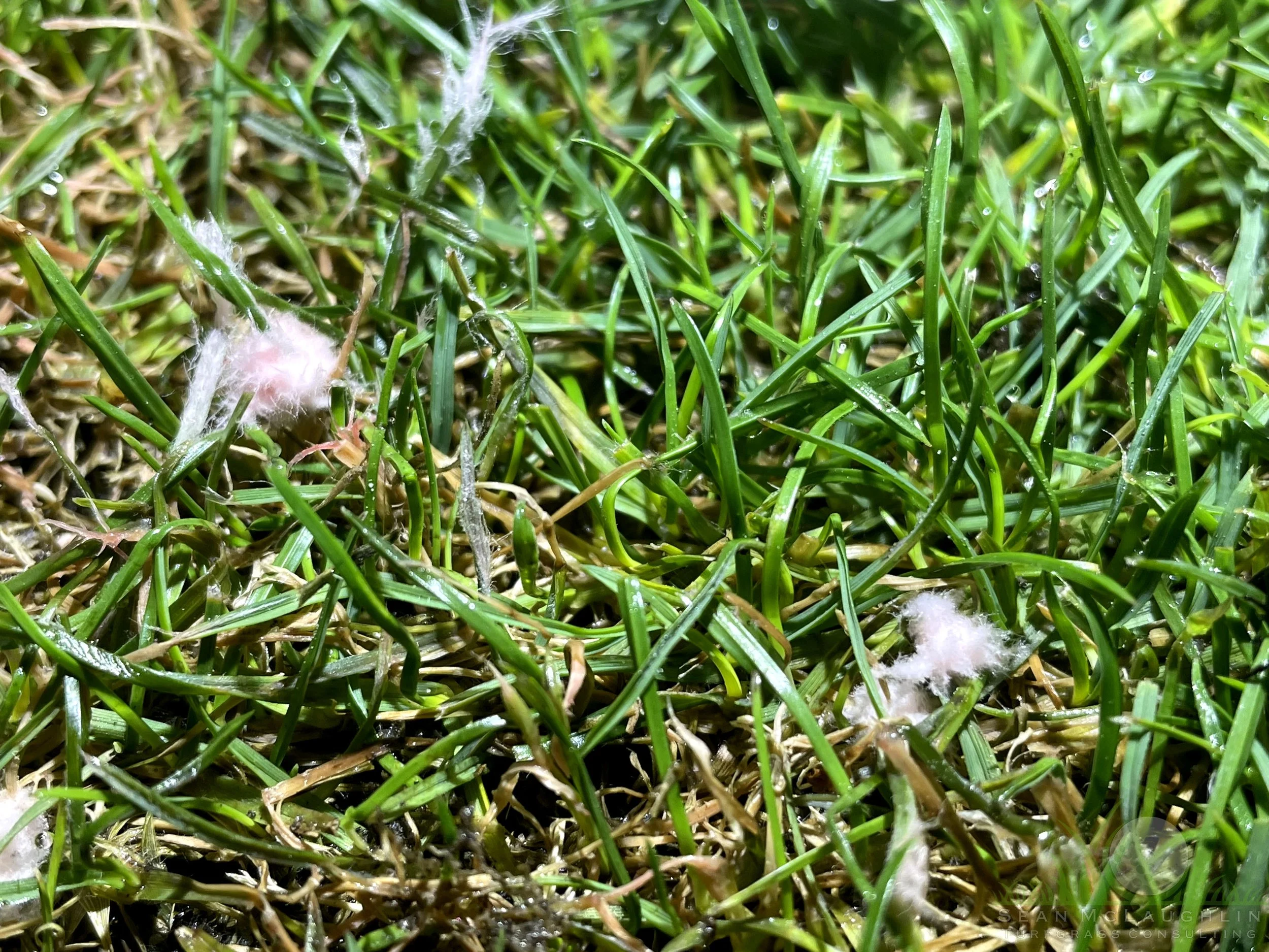 Pink Patch