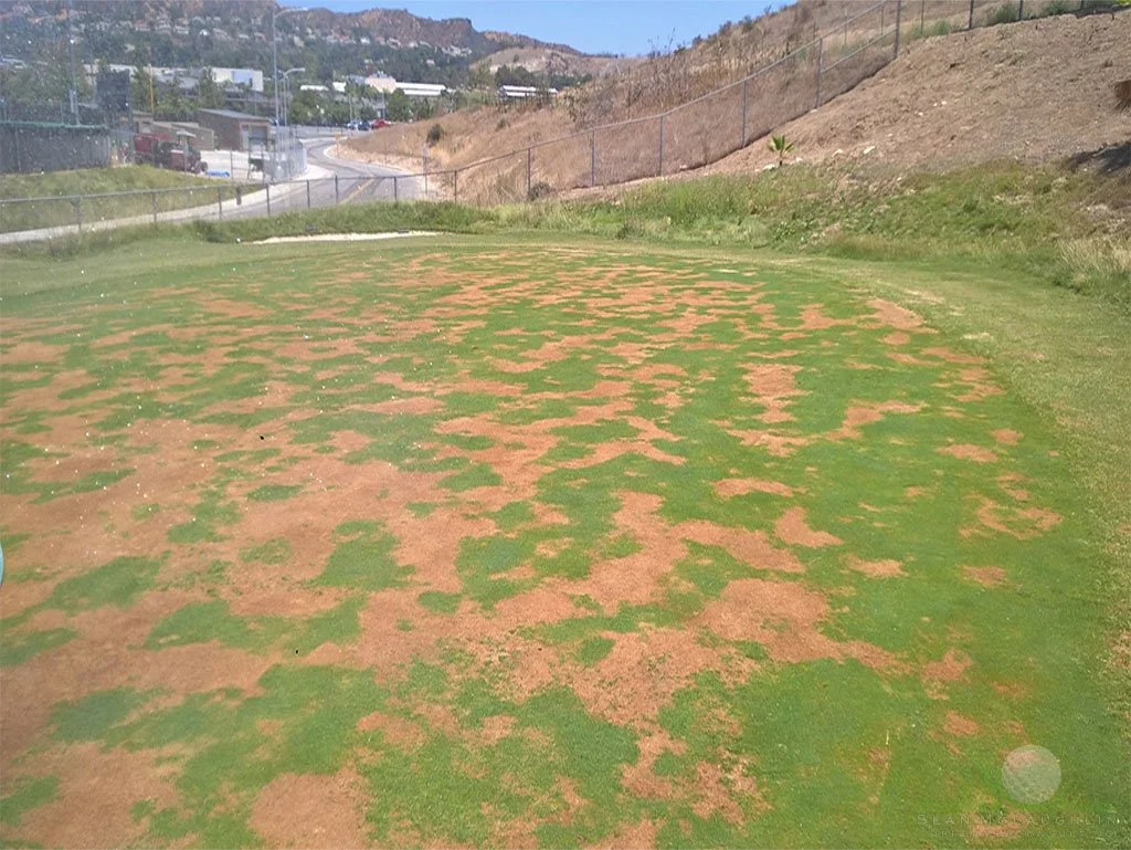 Severe drought stress on Poa annua green - © Sean P. McLaughlin
