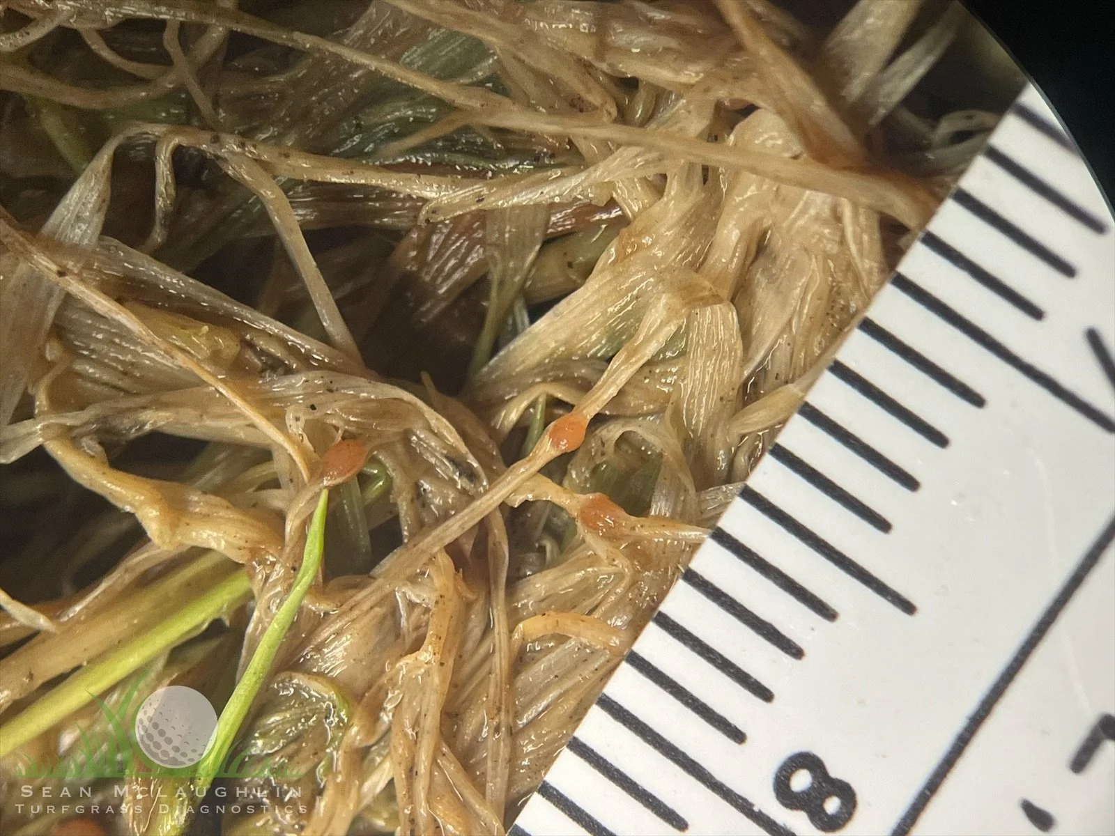 Sclerotia of Typhula incarnata - Big Bear, CA - © Sean P. McLaughlin