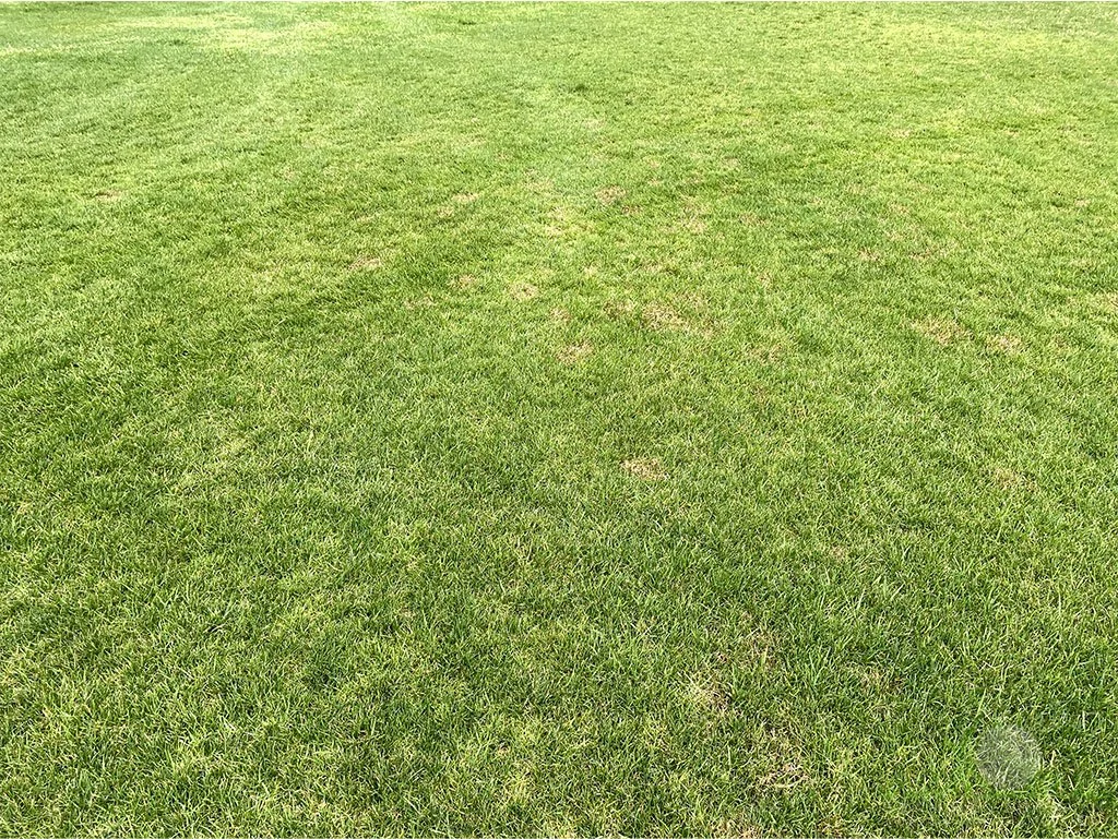 Overhead symptoms of Red Thread on Perennial Ryegrass Surround - Southern California - © Sean P. McLaughlin