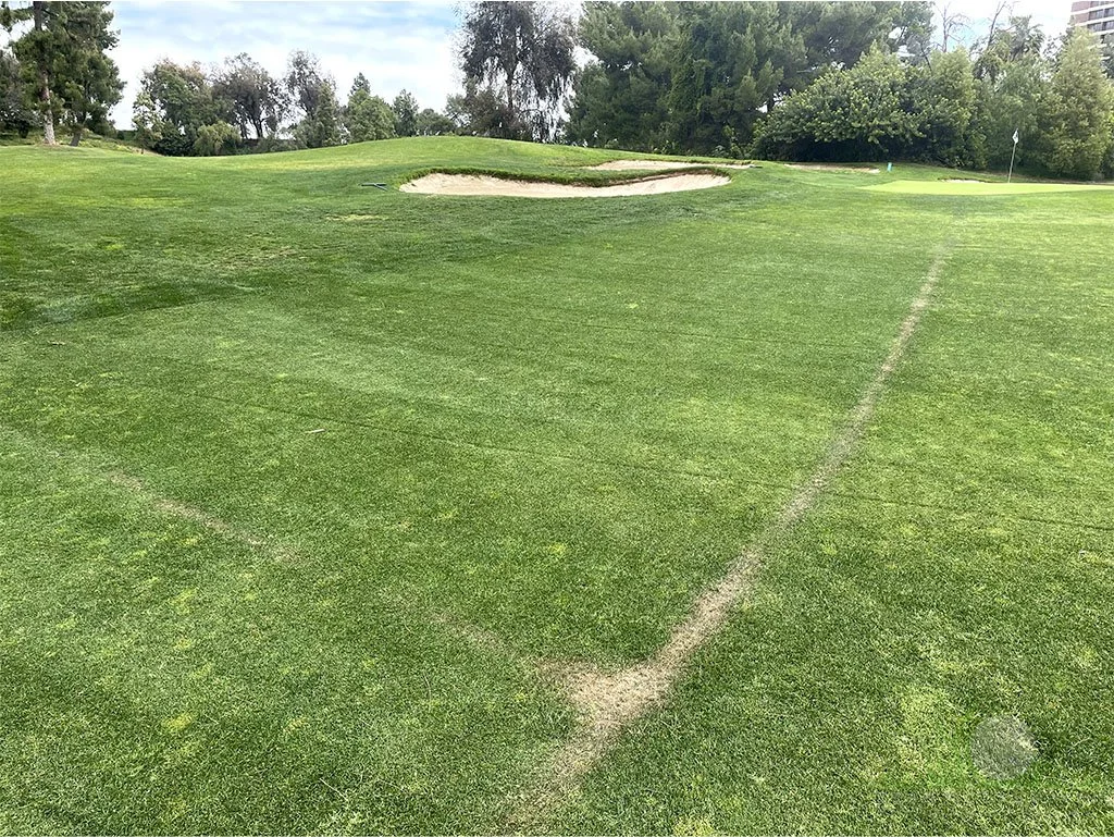 Collapsed drainage/drought stress on Perennial Ryegrass approach - © Sean P. McLaughlin