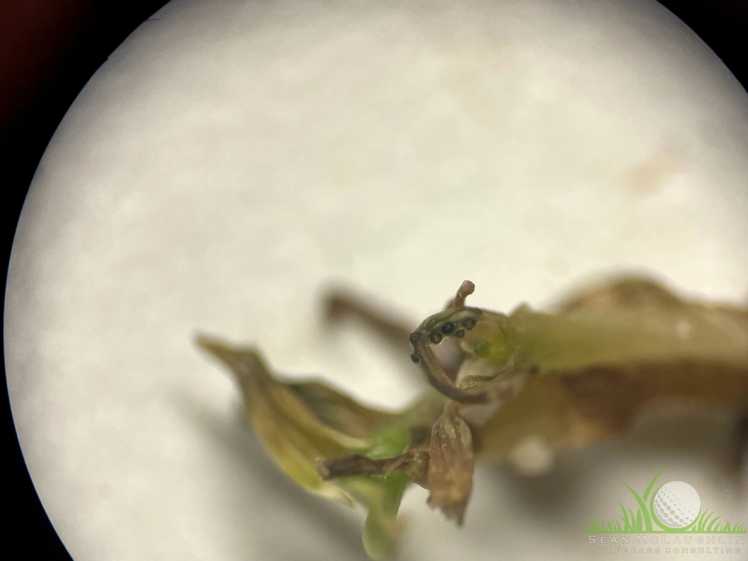 Perithecia on leaf tissue of Poa annua - Industry, CA - © Sean P. McLaughlin