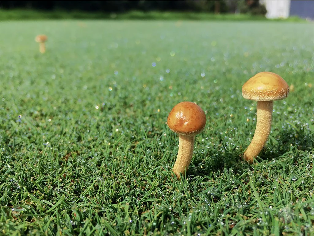 Fairy Ring